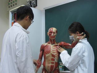基礎醫學教學中心_解剖學教學_肌肉模型