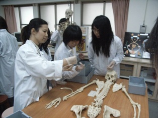 基礎醫學教學中心_解剖學教學_骨骼標本