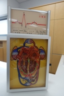 身體評估技能教室_心電圖附可動心臟模型 
